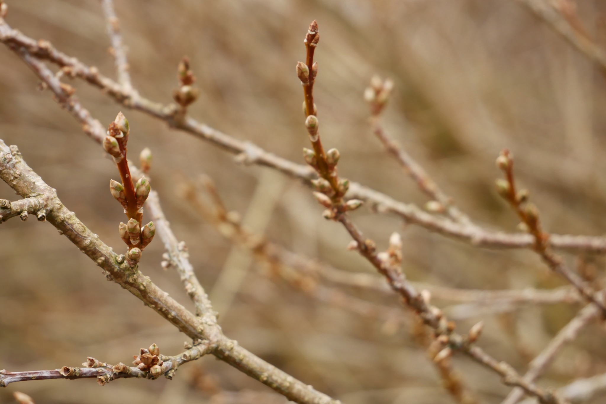 Tree buds beginning to open