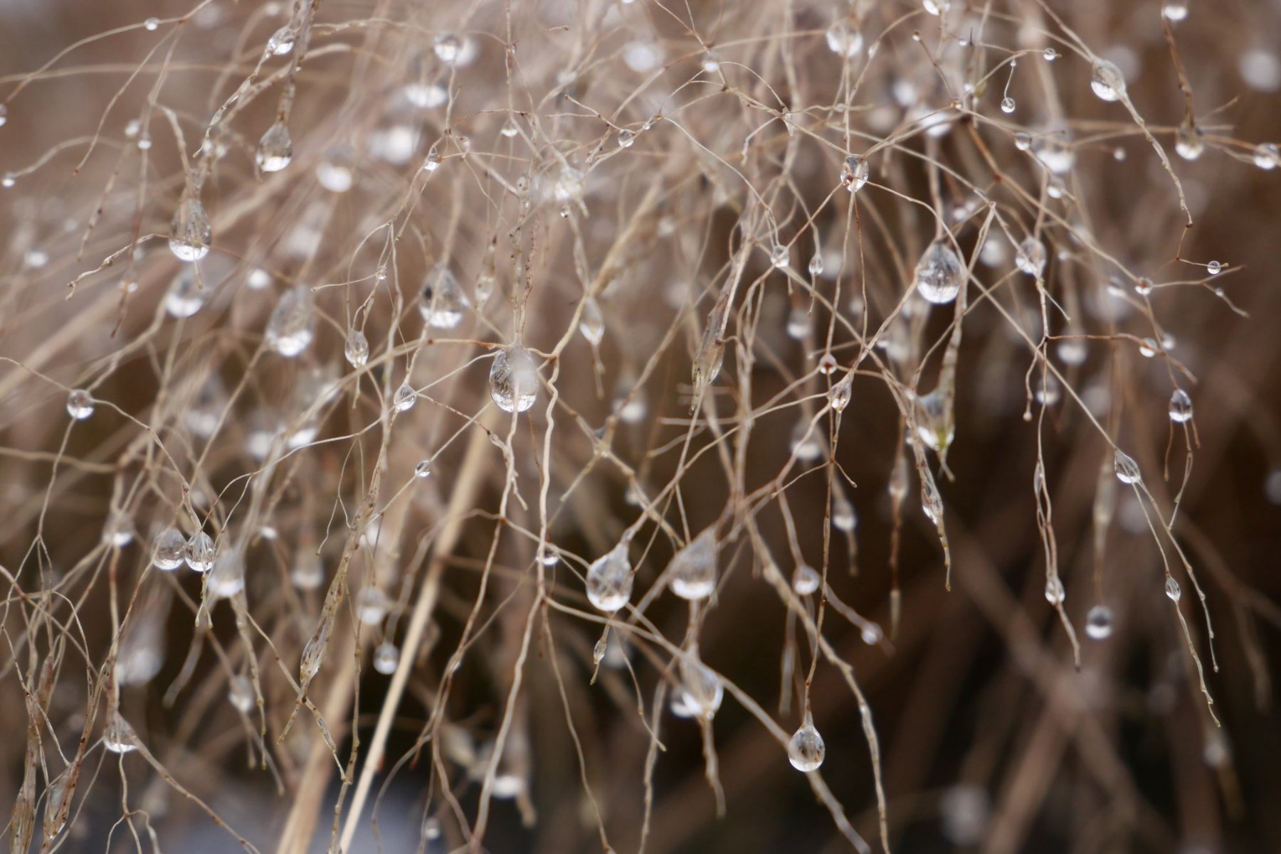 Rain droplets suspended from fine grass