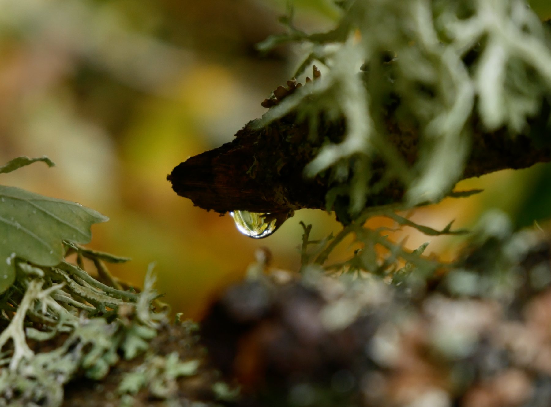 A water droplet held beneath a lichen-covered branch