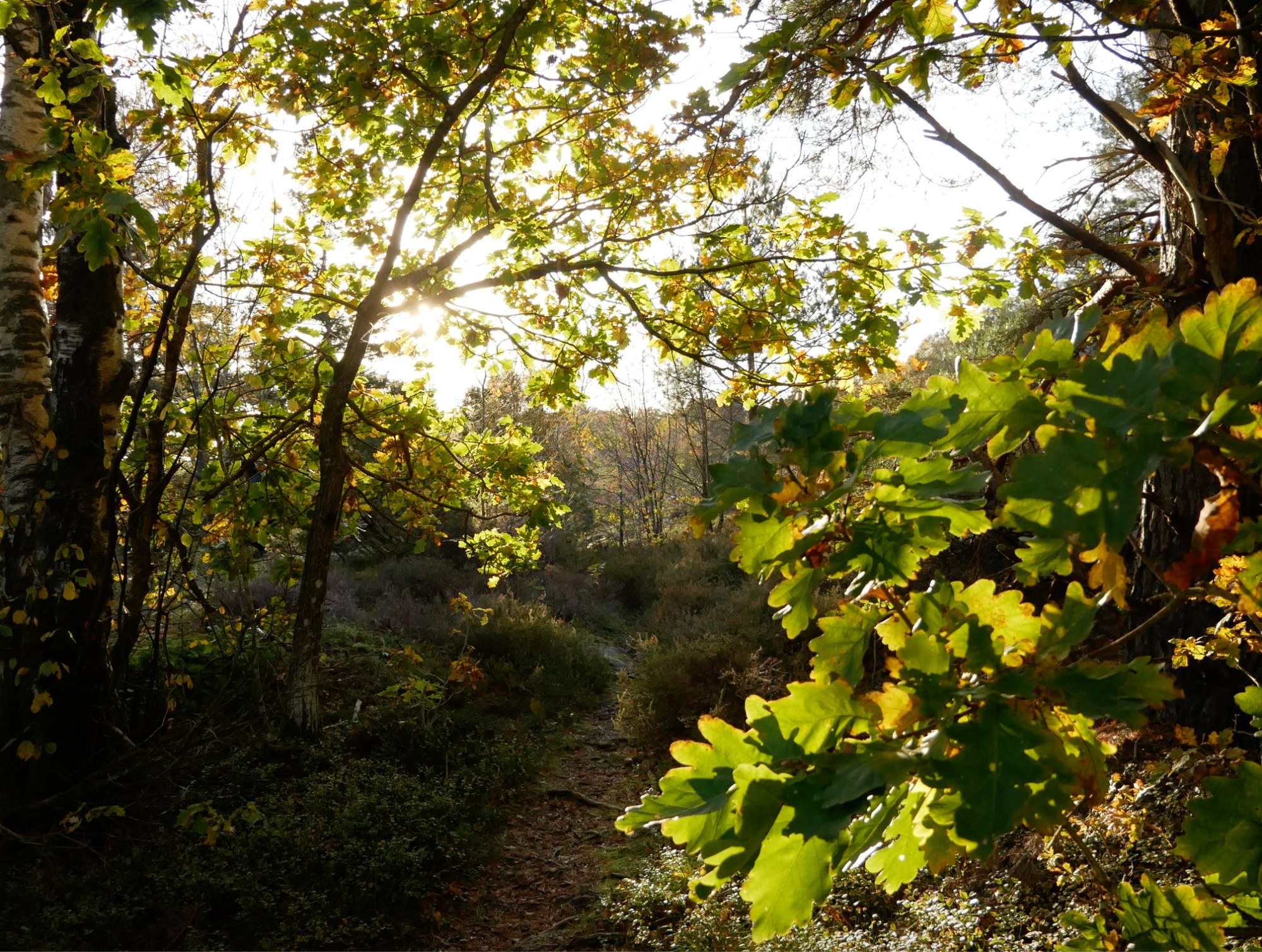 A narrow path beneath sunlit autumn oak leaves