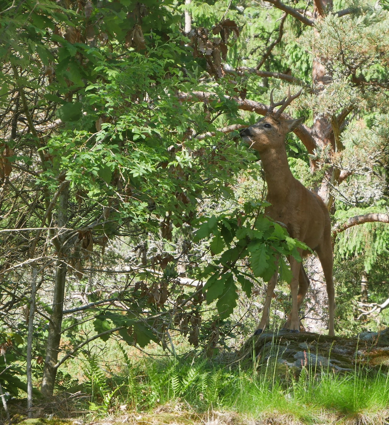 A deer browsing among woodland vegetation