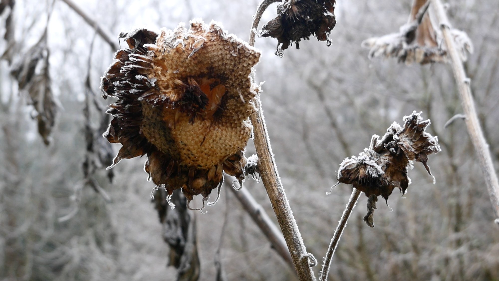 A dried sunflower head edged with frost