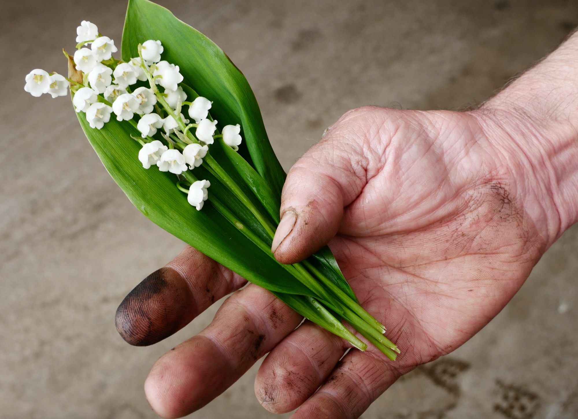 A soil-marked hand holding a small cluster of spring flowers
