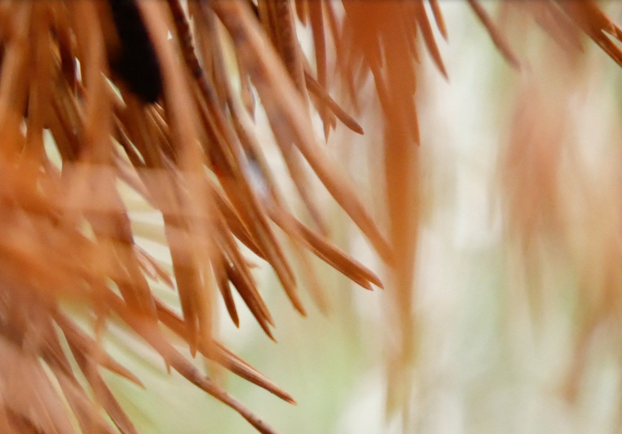 Soft close observation of rust-coloured pine needles