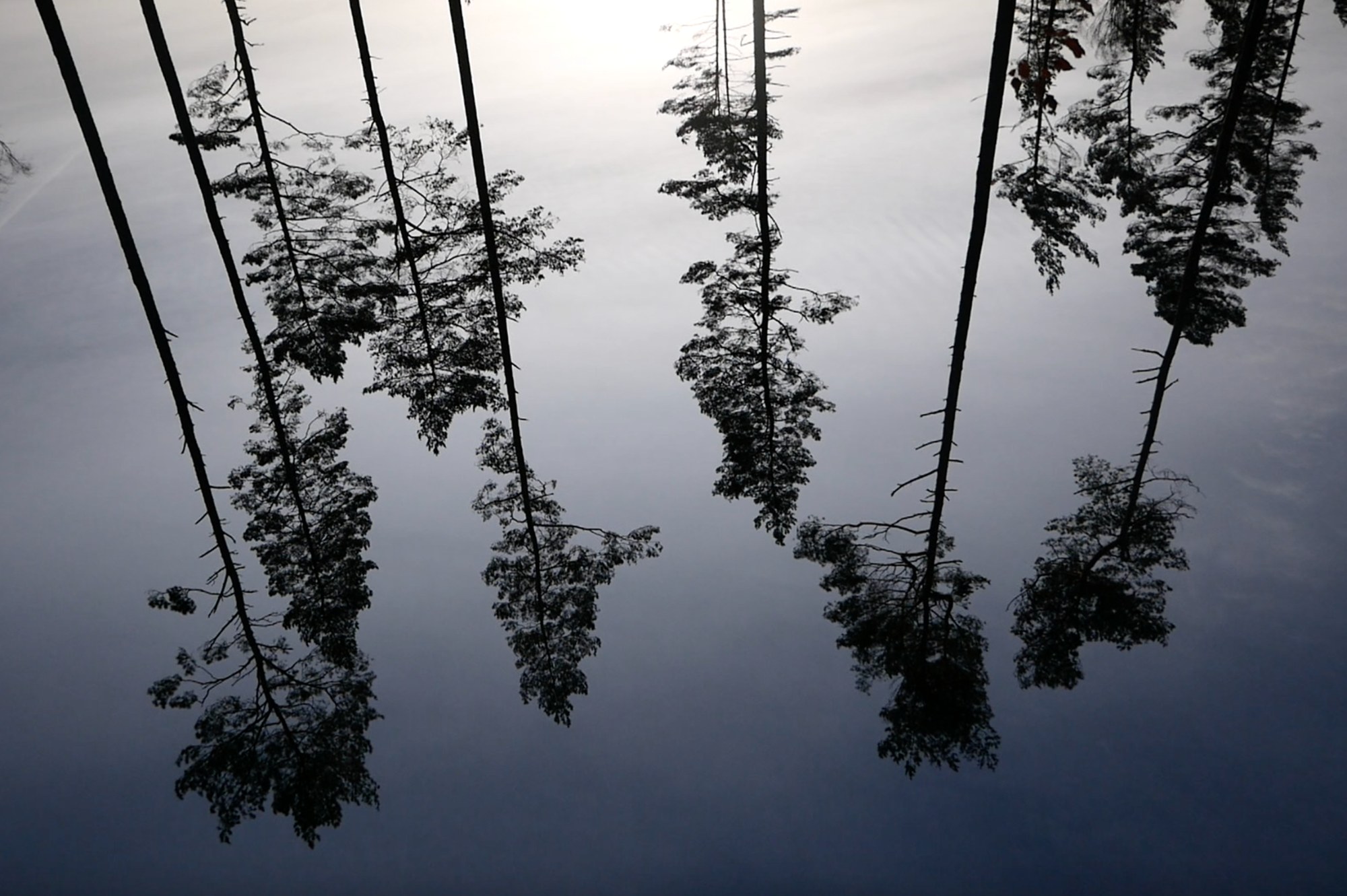 Pine trees reflected in still water