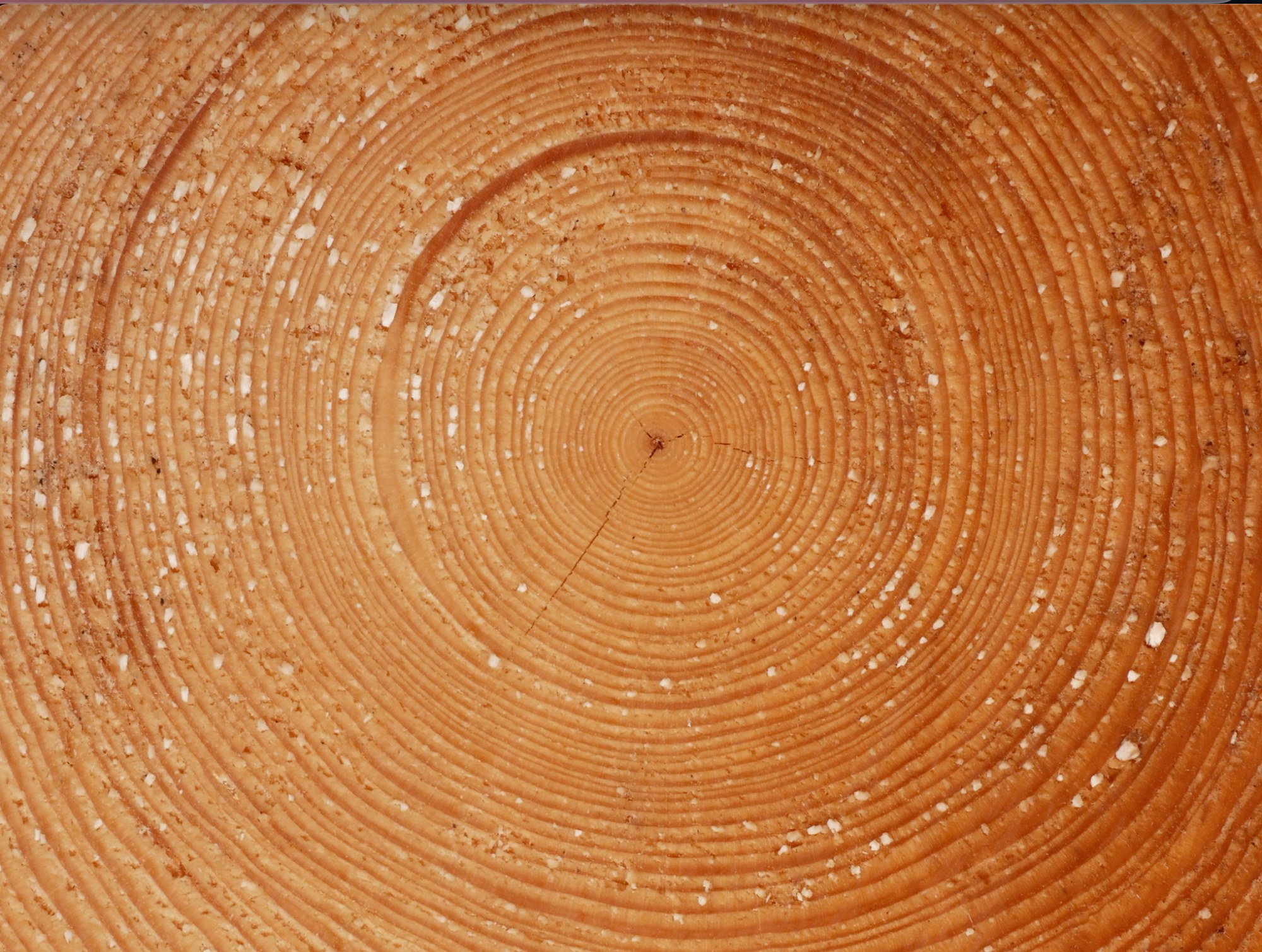 Growth rings visible across a cut tree trunk