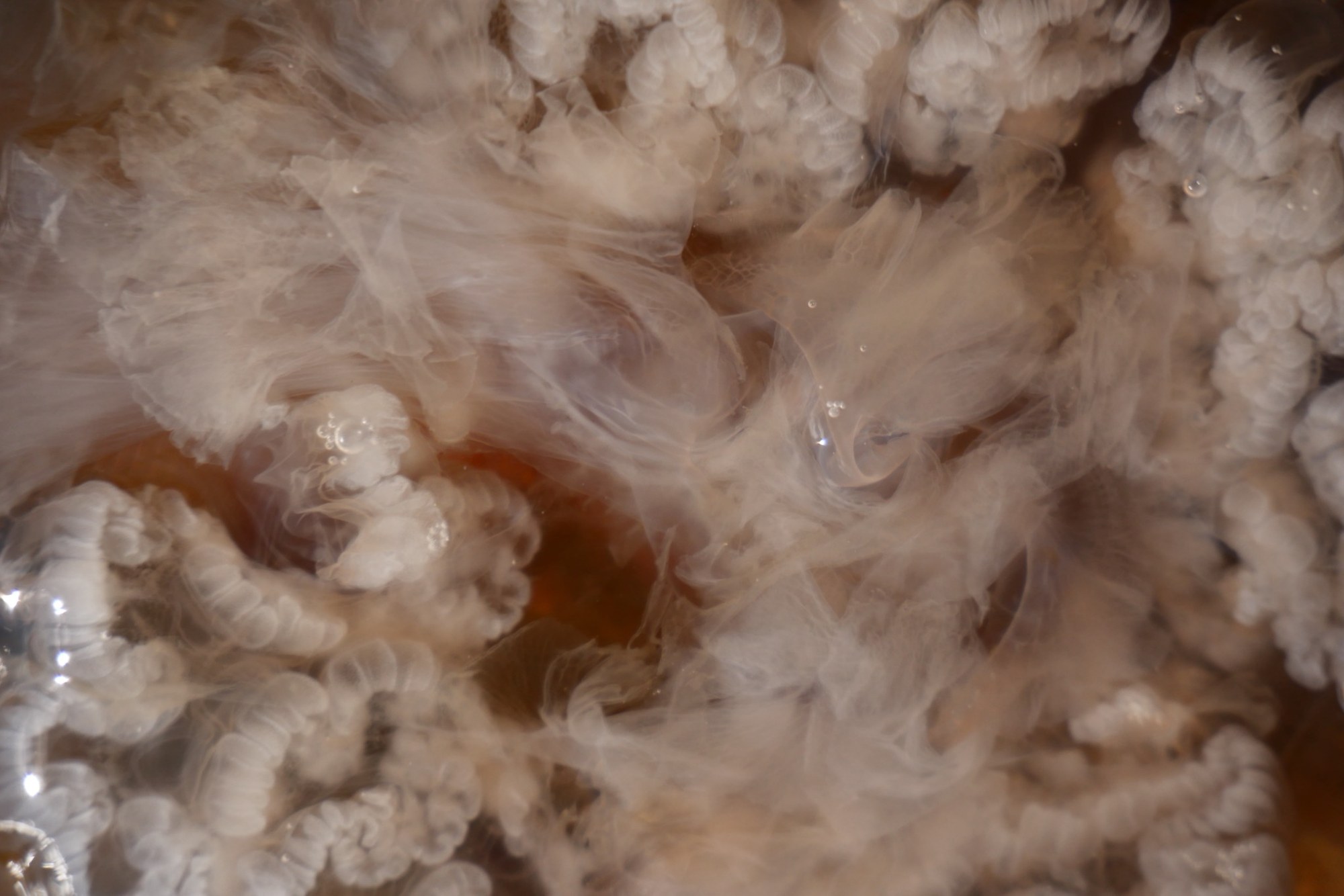Pale organic forms suspended beneath water