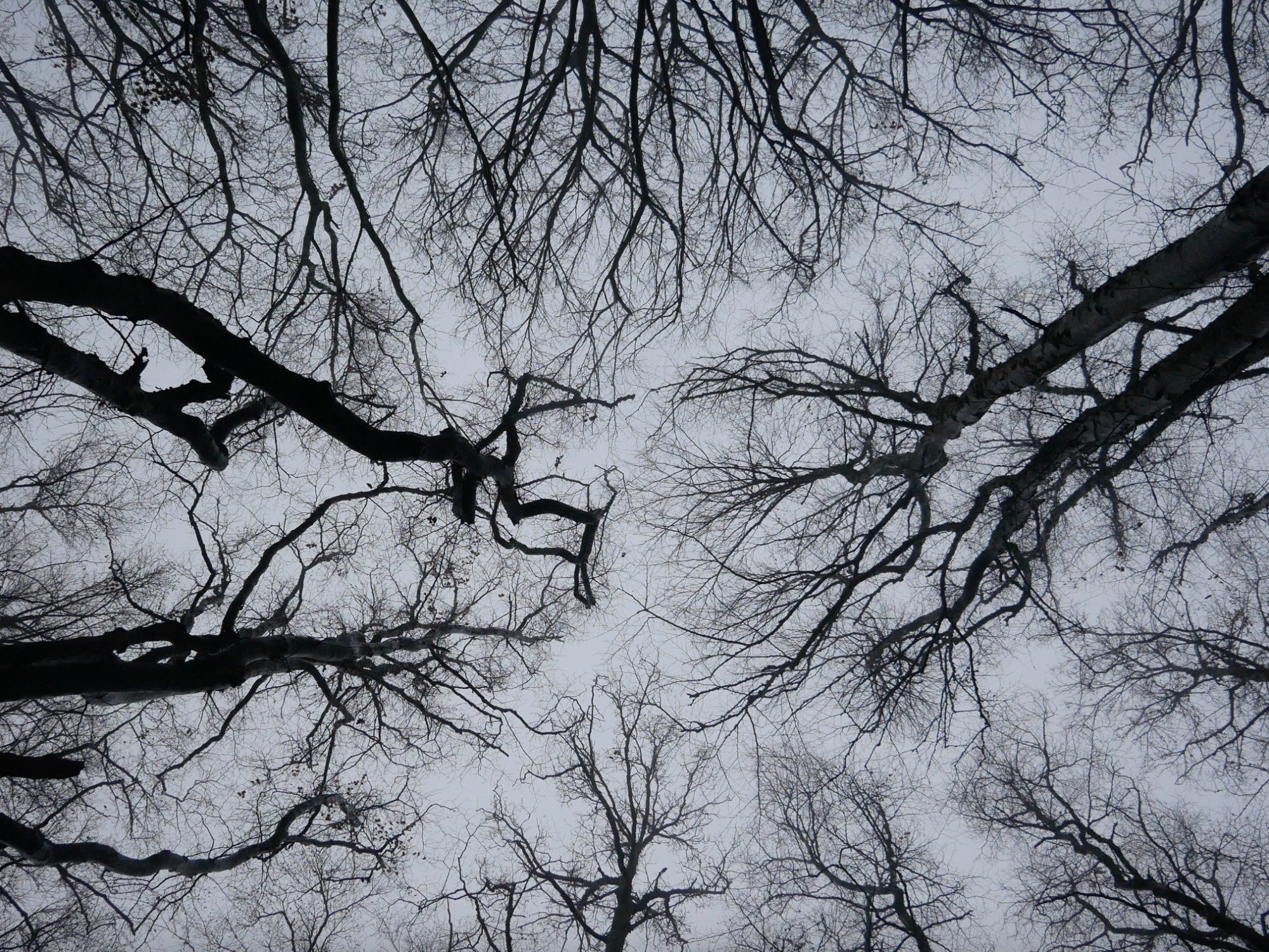 Bare winter branches forming a canopy overhead