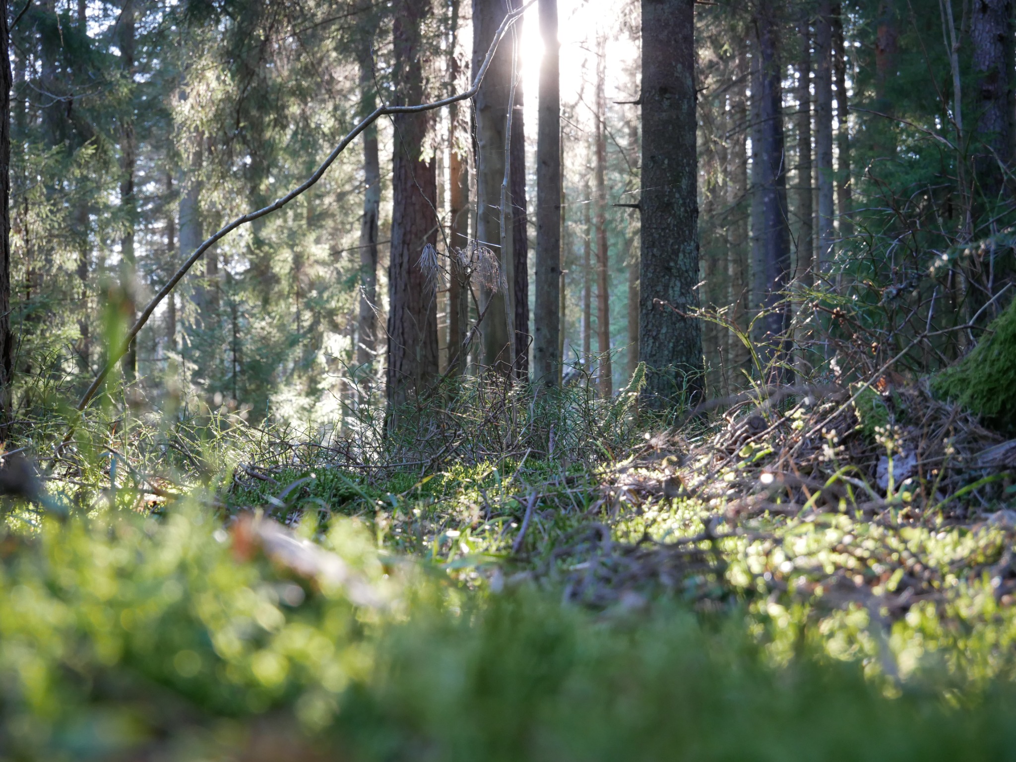 Sunlight moving across moss and branches on a forest floor