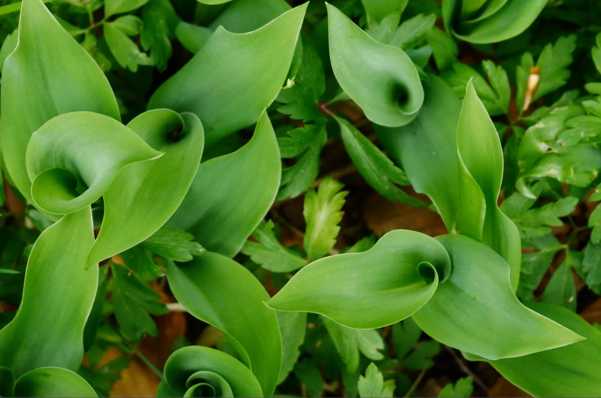Young green leaves curled into spirals