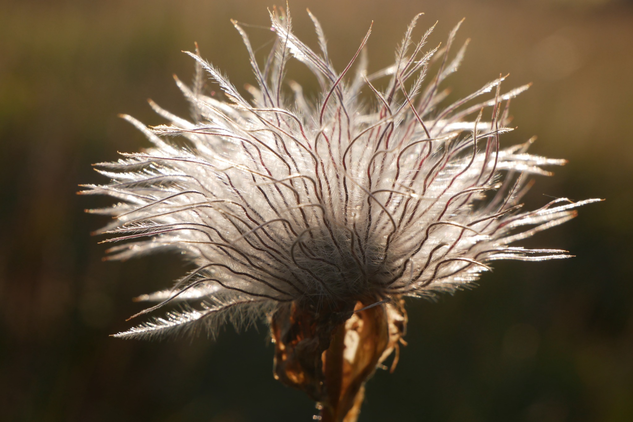 Backlit seed head at close range