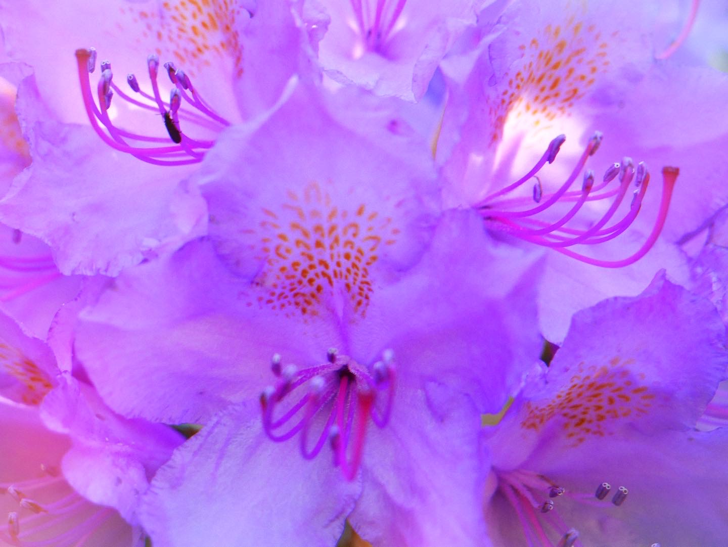 A bee inside a pink rhododendron flower