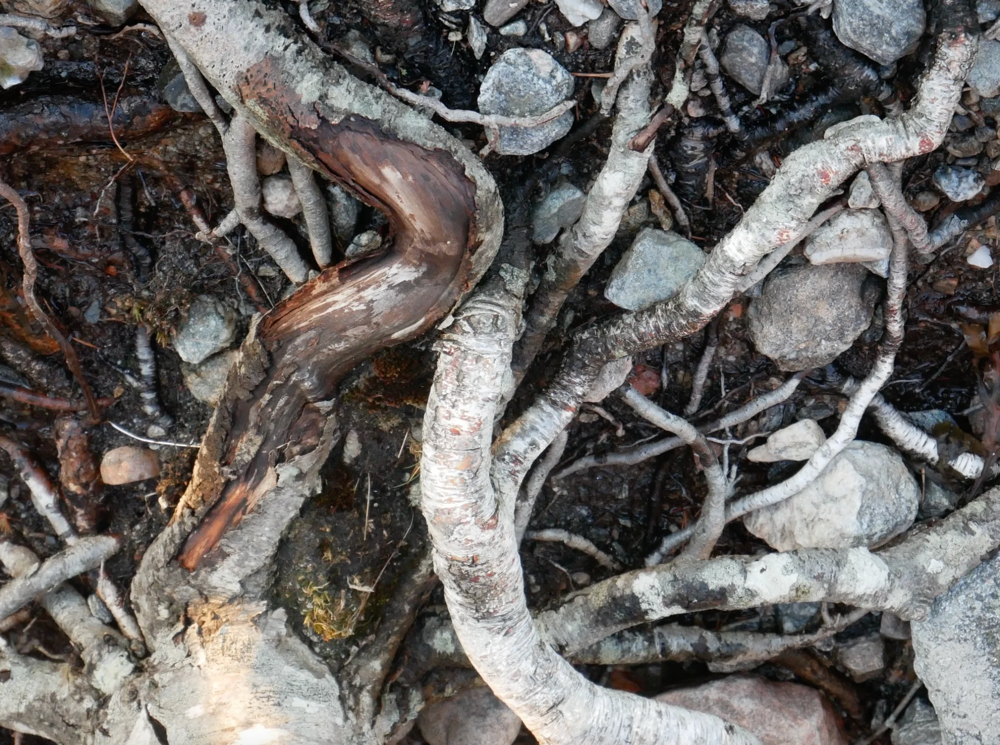Roots and stones interwoven on the forest floor