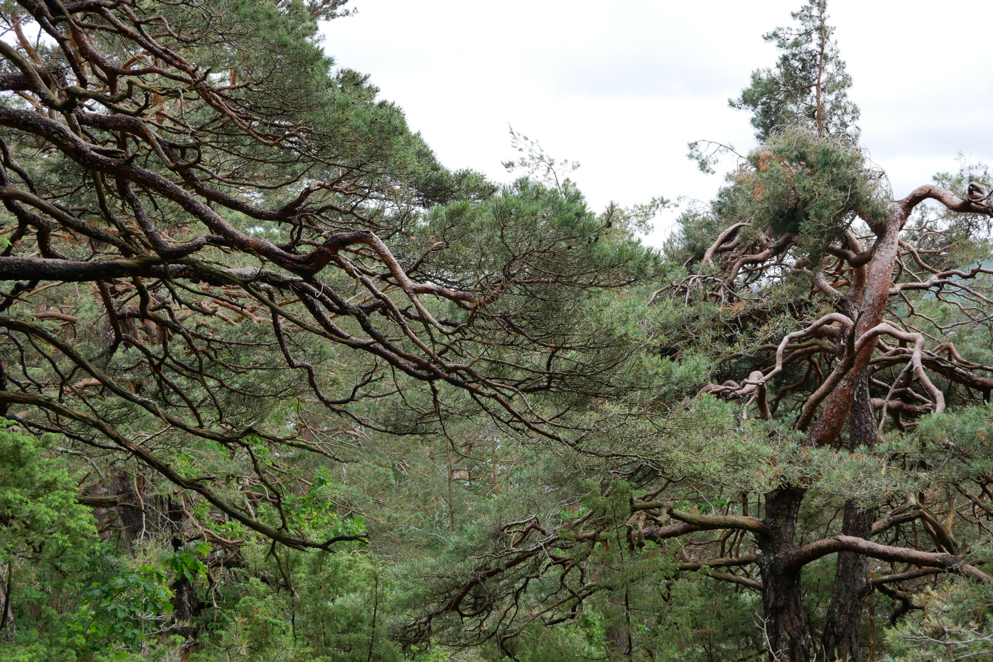 Old pines with twisting branches forming a dense woodland structure