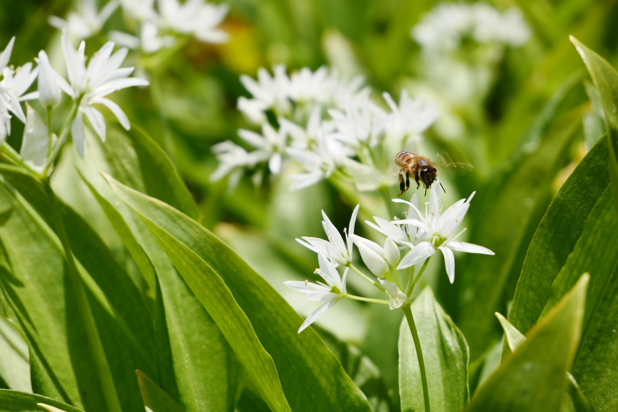 A bee hovering among wild garlic flowers