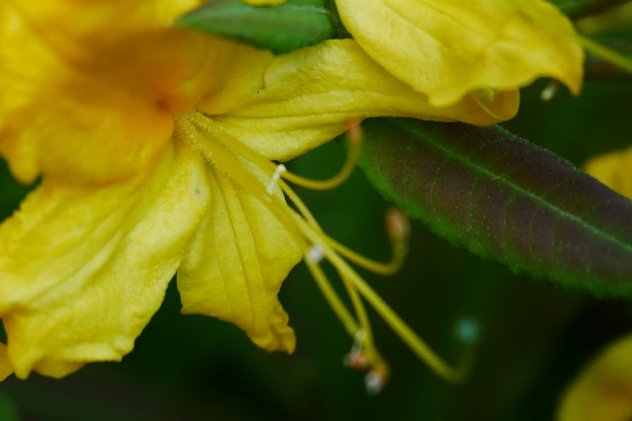 A yellow flower observed at close range